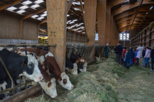 Les « jeunes pousses » en visite à la ferme !