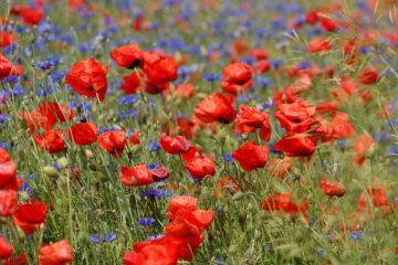 coquelicots