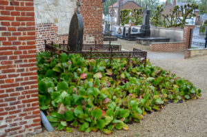 zéro phyto