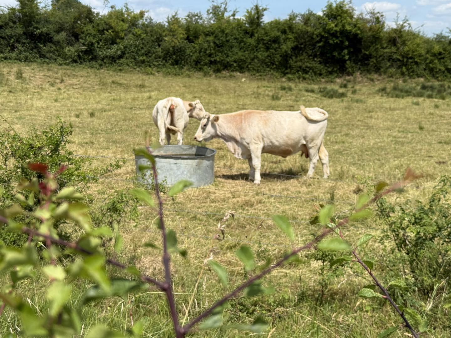 Même les animaux participent aux ateliers